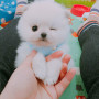 몽글몽글 거품을 연상시키는 포메 분양 받으실분 있으신가요 ??